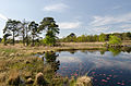 * Nomination Nationalpark of the Netherlands "De Meinweg" - moorland with small lake --Tuxyso 23:13, 5 May 2013 (UTC) * Promotion Nice picture, fine IQ --Manuela 03:12, 6 May 2013 (UTC)