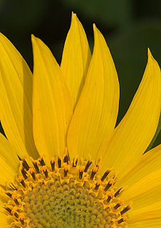 <i>Balsamorhiza deltoidea</i> Species of flowering plant