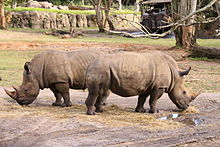 Rhinos at Animal Kingdom Disney-Animal-Kingdom-Rhinos-8027.jpg