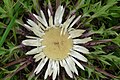 Carlina acaulis dziewiecsil