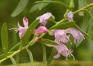 <i>Eremophila</i> (plant) Genus of flowering plants