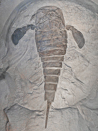 <span class="mw-page-title-main">Eurypterid</span> Order of arthropods (fossil)