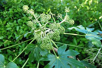 Aralia, Japoniar fatsia (Fatsia japonica)