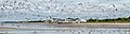 48 Flock of gulls in Cape May (20662) uploaded by Rhododendrites, nominated by Rhododendrites,  17,  0,  0