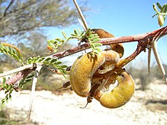 Fruits