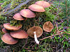 Deadly skullcap (Galerina marginata)