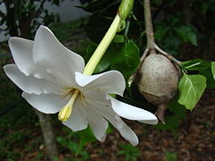 Wald-Gardenie (Gardenia thunbergia)