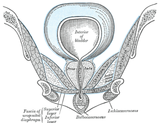 <span class="mw-page-title-main">Superficial perineal pouch</span>