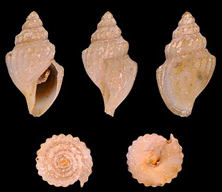 <i>Gymnobela engonia</i> Species of gastropod