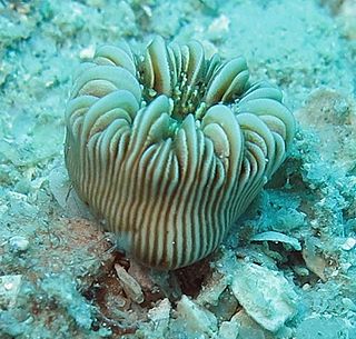 <i>Heterocyathus</i> Genus of coral