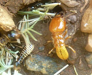 <i>Hodotermes</i> Genus of termites