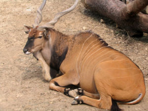 A Giant Eland