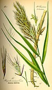 Phragmites australis