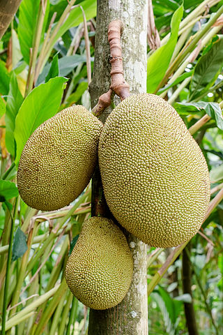 <span class="mw-page-title-main">Jackfruit</span> Tree in the Moracae family