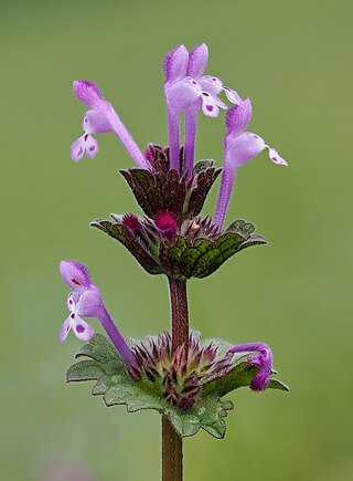 <i>Lamium amplexicaule</i> Species of flowering plant