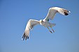 33 Commons:Picture of the Year/2011/R1/Larus michahellis Olbia.jpg