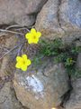 Linum campanulatum