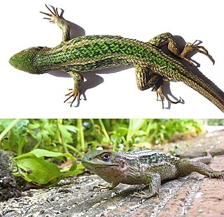 <i>Liolaemus chiliensis</i> Species of reptile