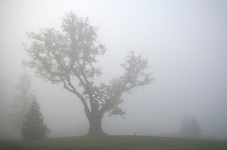 Pühajärve War Oak at Otepää Nature Park by Amadvr