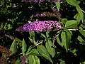 Pflanze 2: Buddleja davidii