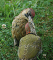 Female and juvenile