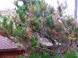 <i>Fusarium circinatum</i> Species of fungus