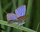 Plebejus argus (Geißklee-Bläuling, Männchen) [D]