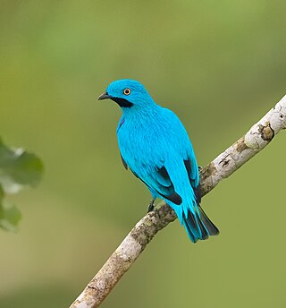 <span class="mw-page-title-main">Plum-throated cotinga</span> Species of bird