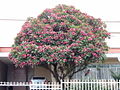 Plumeria rubra; arbre