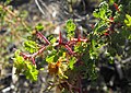 Rosa minutifolia