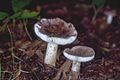 Russula integra