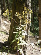 Senecio fluviatilis