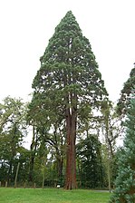 Giant Sequoia (Sequoiadendron giganteum)