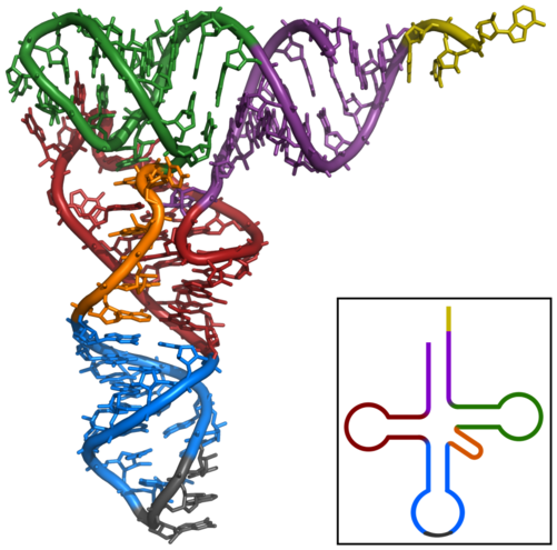 Configuration tridimensionnelle de l'ARNt de phénylalanine chez Saccharomyces cerevisiae (PDB 1EHZ).