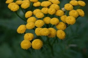 Rejnfan (Tanacetum vulgare).