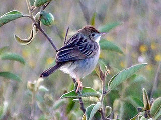 Tiny cisticola Species of bird