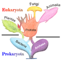 Image 35Phylogenetic and symbiogenetic tree of living organisms, showing a view of the origins of eukaryotes and prokaryotes (from Marine fungi)