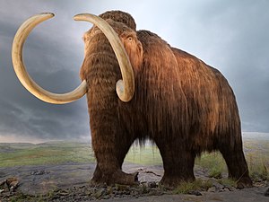 Olhiar-Mamuut (Mammuthus primigenius)