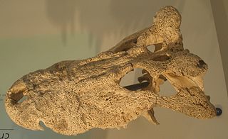 <i>Voay</i> Extinct genus of reptiles