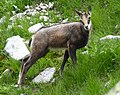 Image 3Rupicapra rupicapra tatrica in the Tatra Mountains (from Slovakia)