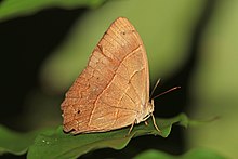 Wide-bordered satyr (Satyrotaygetis satyrina)