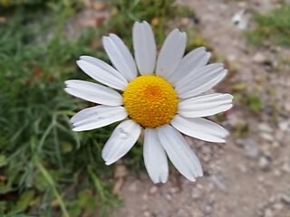 <i>Argyranthemum frutescens</i> Species of flowering plant