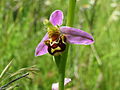 Ophrys apifera