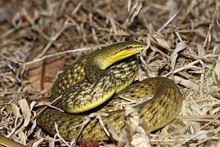 <i>Ahaetulla perroteti</i> Species of snake