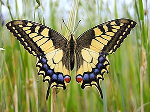 Papilio machaon