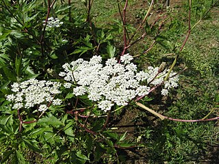 <i>Angelica acutiloba</i> Species of flowering plant