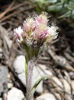 <i>Antennaria rosea</i> Species of flowering plant