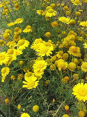 Farvegåseurt (Anthemis tinctoria) Foto: Jeantosti