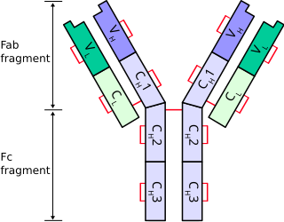 <span class="mw-page-title-main">Allotype (immunology)</span>