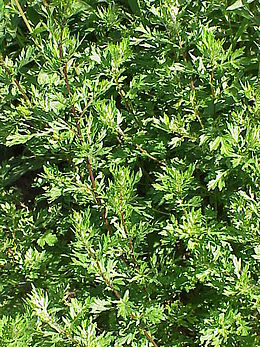 Paprastasis kietis (Artemisia vulgaris)